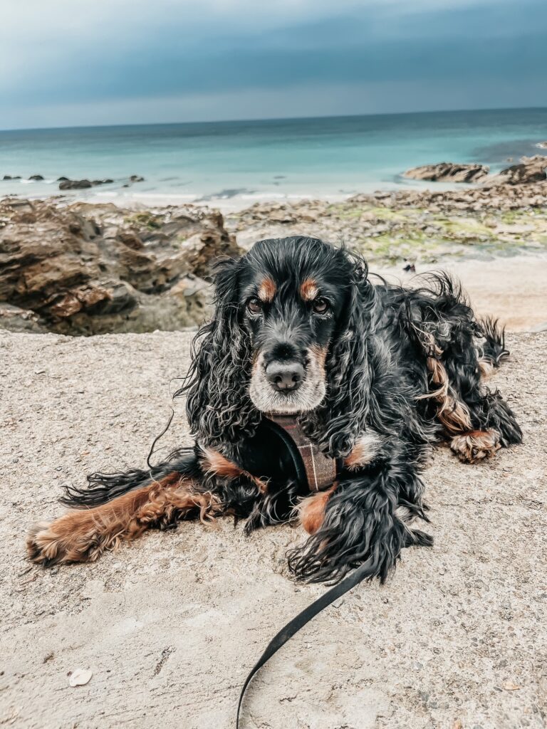 English Show Cocker Spaniel