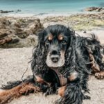 English Show Cocker Spaniel
