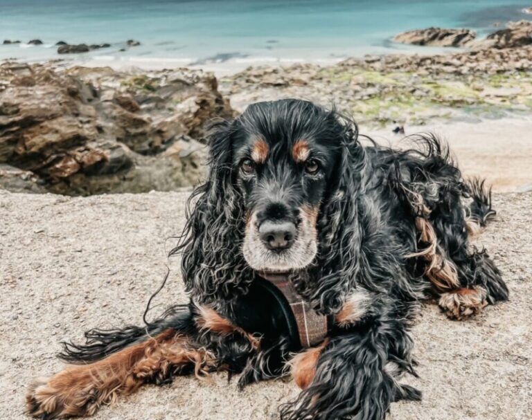 English Show Cocker Spaniel