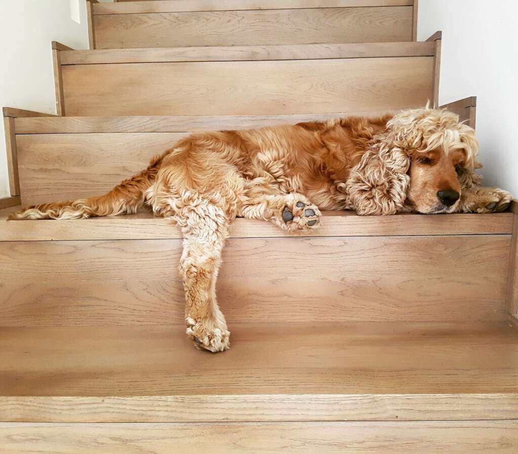 Cocker Spaniel on the Stairs