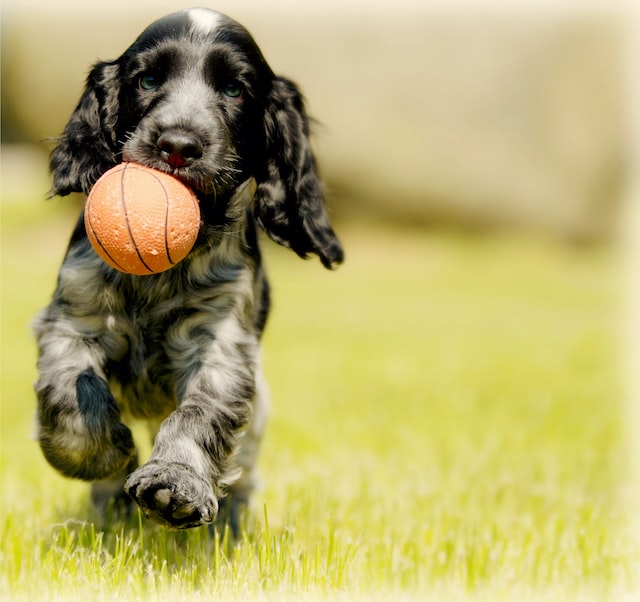 Cocker Spaniel playing with a ball