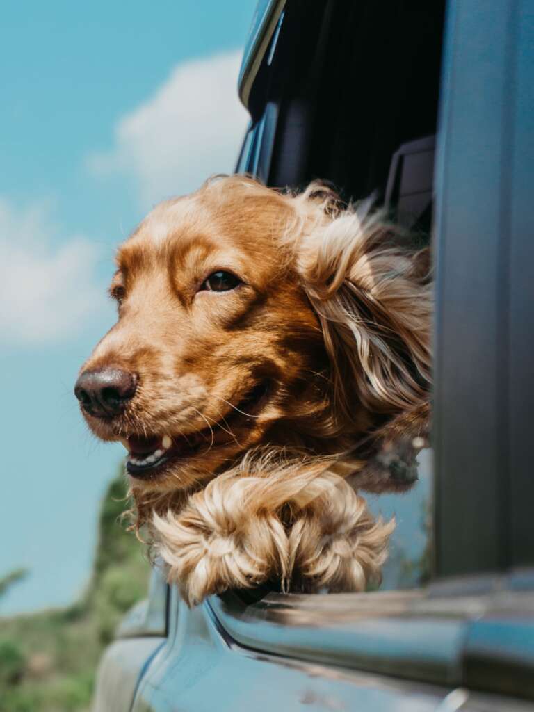 Cocker Spaniel travelling in a car