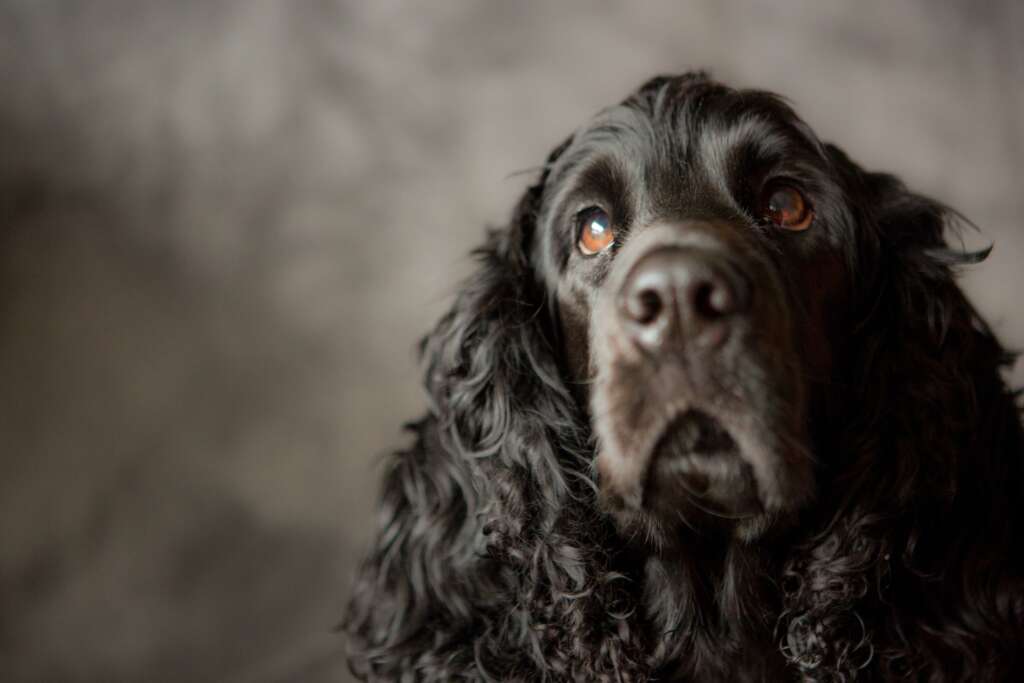 Black Cocker Spaniel