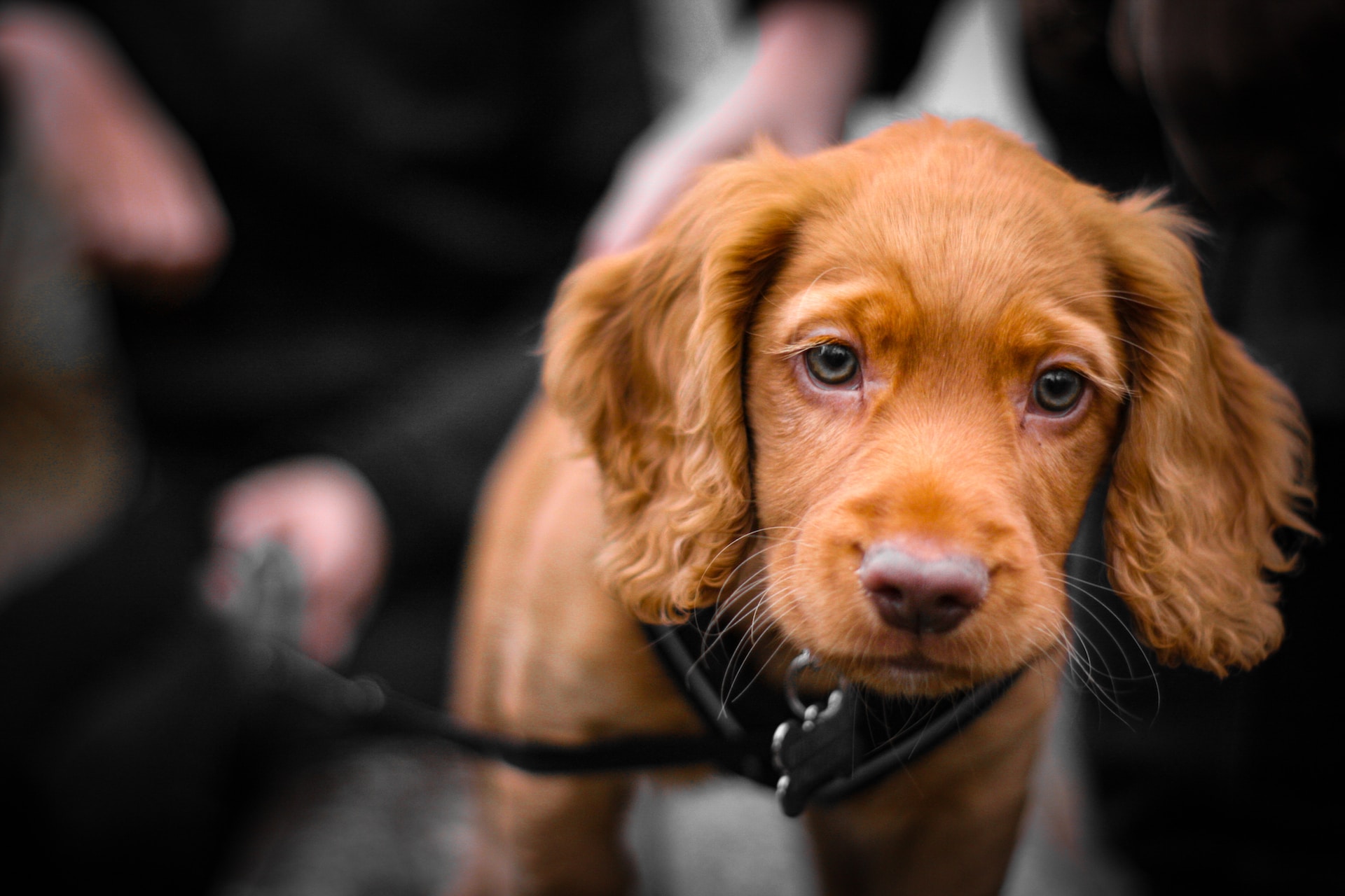 House Training Tips for Cocker Spaniel Puppies