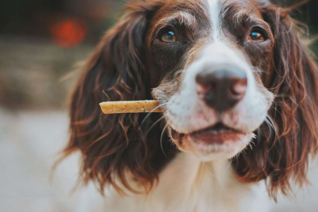 Cocker Spaniel v Springer Spaniel