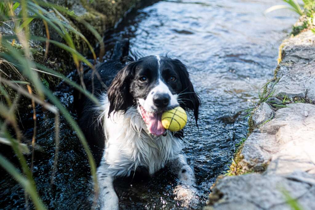 cocker spaniel ball