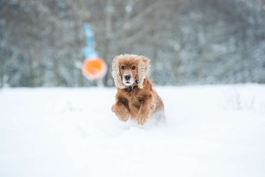 cocker spaniel exercise