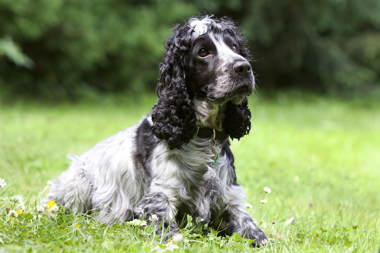 Senior Cocker Spaniel