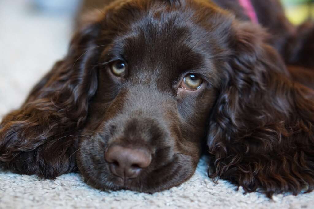 Understanding Cocker Spaniel Separation Anxiety