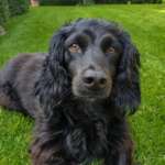 cocker spaniel obedience