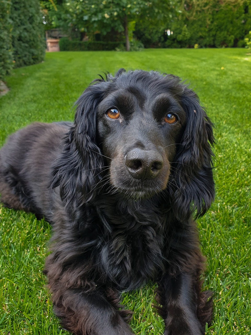 cocker spaniel obedience