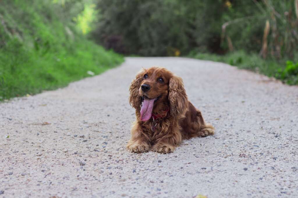 cocker spaniel training