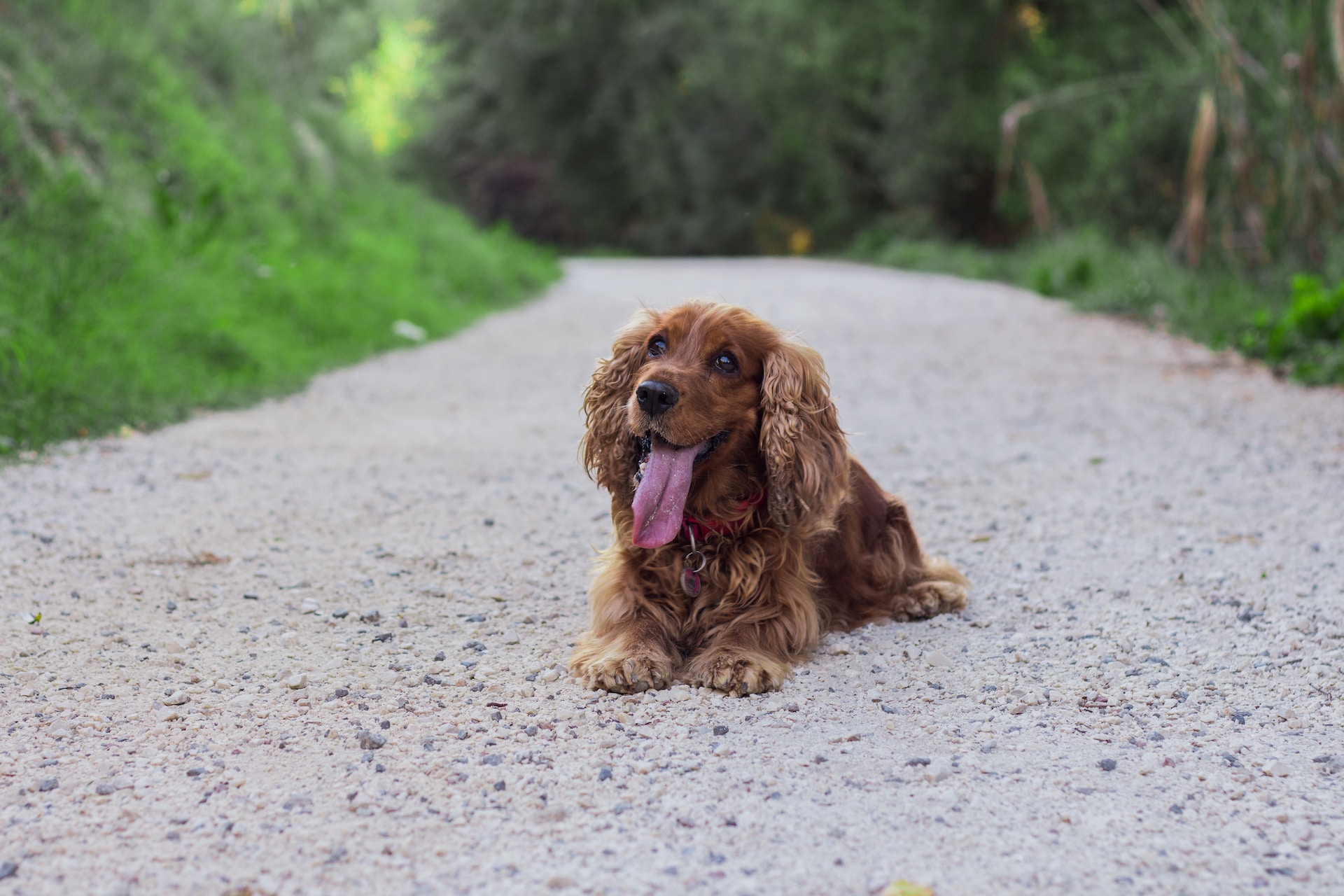 cocker spaniel training